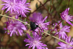 Lampranthus leptosepalus