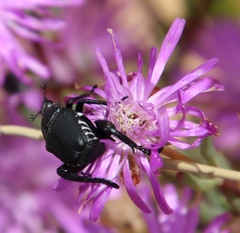 Lampranthus leptosepalus