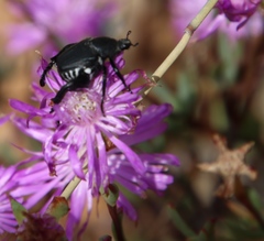 Lampranthus leptosepalus