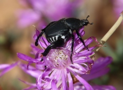 Lampranthus leptosepalus