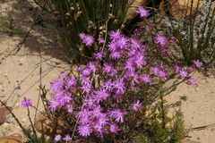 Lampranthus leptosepalus