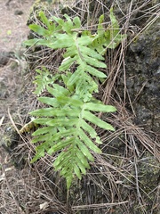 Polypodium macaronesicum image