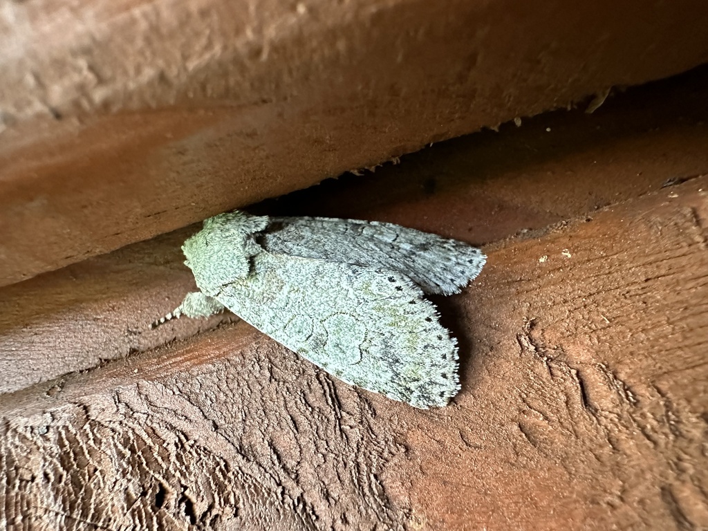 Pseudocerura thoracica