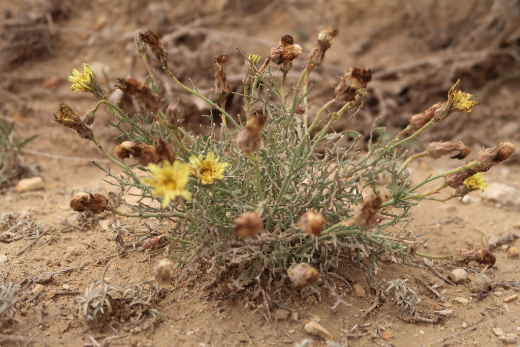 Launaea pumila