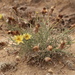 Launaea pumila - Photo (c) David López García, algunos derechos reservados (CC BY-NC), subido por David López García