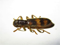 Cymatodera undulata