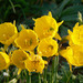 Narcissus bulbocodium bulbocodium - Photo (c) António Pena, algunos derechos reservados (CC BY-NC-SA)