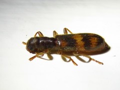 Cymatodera undulata