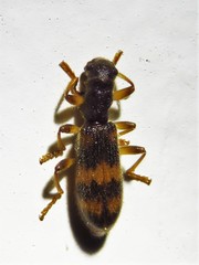 Cymatodera undulata