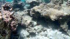 Lutjanus monostigma
