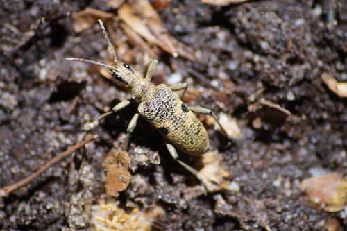 Blackspotted Longhorn Beetle, 6596 Milsbeek, Nederland, photo 10 of 10