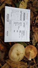 Entoloma griseum