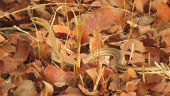 Psammophis orientalis
