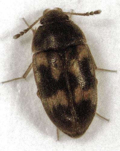 Litargus balteatus LeConte, 1856