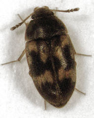 Litargus balteatus