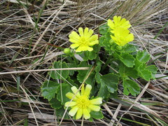 Ranunculus nivicola