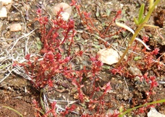 Crassula aquatica