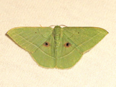 Phrudocentra discata