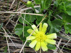 Ranunculus nivicola