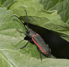 Desmocerus aureipennis