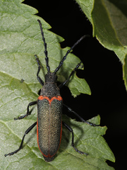 Desmocerus aureipennis