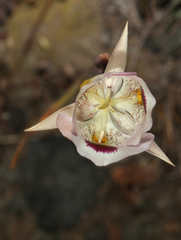 Calochortus eurycarpus