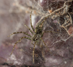 Dendrolycosa
