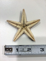 Astropecten duplicatus
