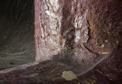Dendrolycosa