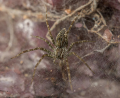 Dendrolycosa