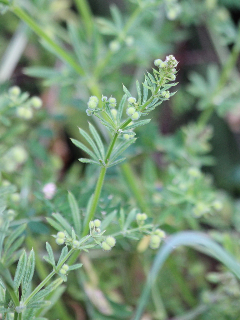 False Cleavers from S'Ainalzu, Cheremule, Sassari, Italia on May 15