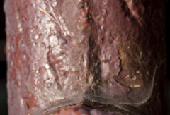 Dendrolycosa