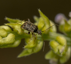 Charagochilus longicornis
