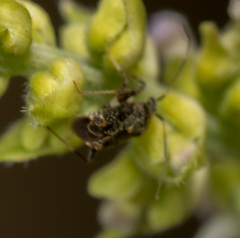 Charagochilus longicornis