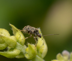 Charagochilus longicornis