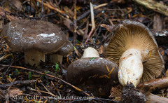 Lactarius kauffmanii