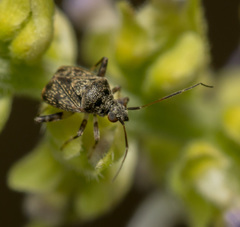 Charagochilus longicornis