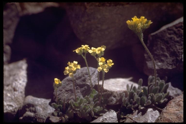 Draba longisquamosa