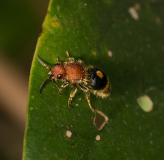 Odontomutilla uranioides