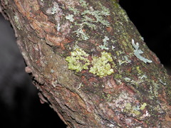 Fungi