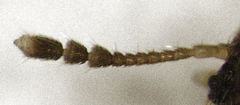 Litargus balteatus