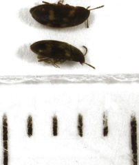 Litargus balteatus