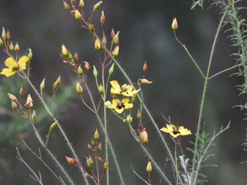 Cistus ocymoides, photograph 3