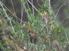 Cistus ocymoides, photograph Duarte Frade, CC BY, iNaturalist via GBIF