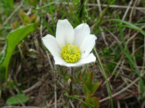 Image of White Pasqueflower (Pulsatilla scherfelii) by (c) Thomas Koffel, some rights reserved (CC BY)