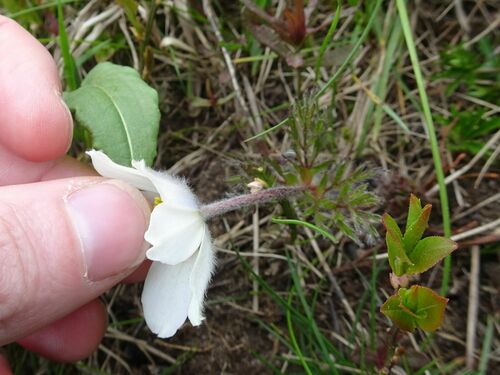 Image of Pulsatilla scherfelii by (c) Thomas Koffel, some rights reserved (CC BY)