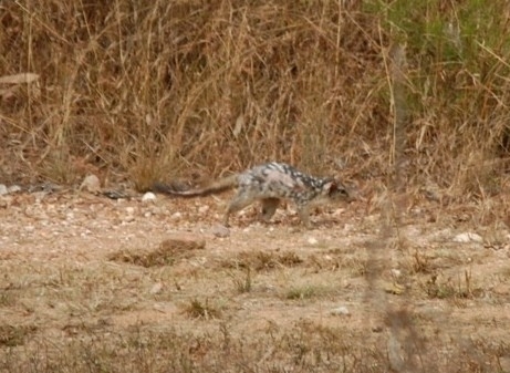 Native Quolls Missing as Cats, Cane Toads Threaten