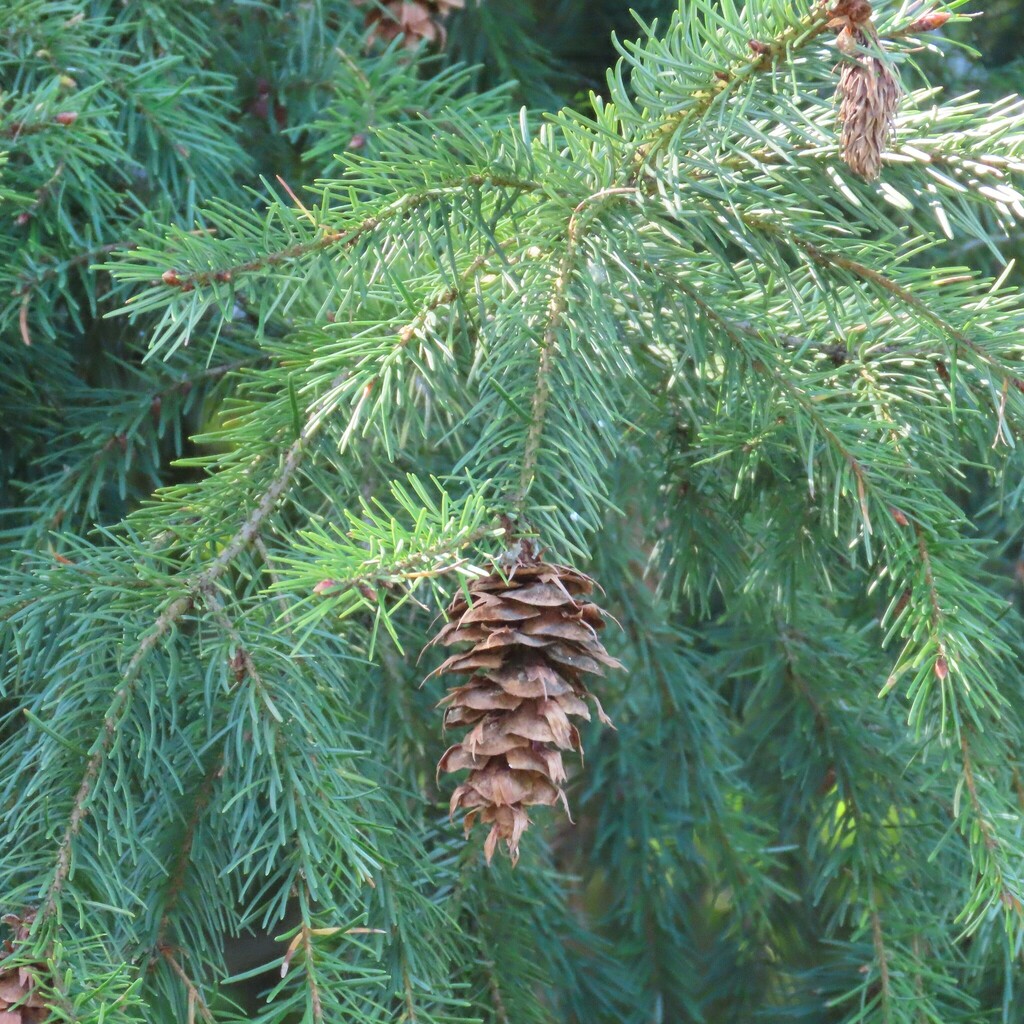 common Douglas-fir from Sequim, WA 98382, USA on May 15, 2023 at 09:01 ...