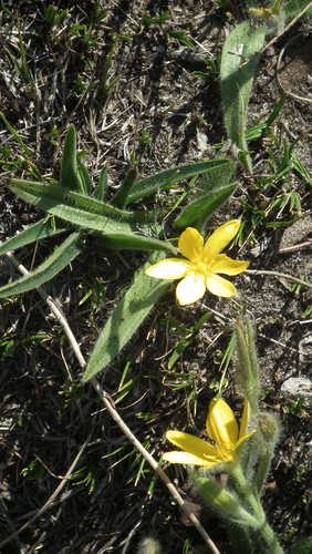 Hypoxis parvifolia (Hypoxis parvifolia)