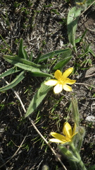 Hypoxis parvifolia